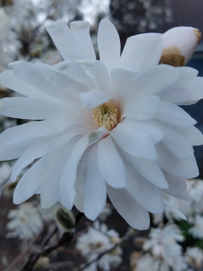stellata Lyle's Legacy
